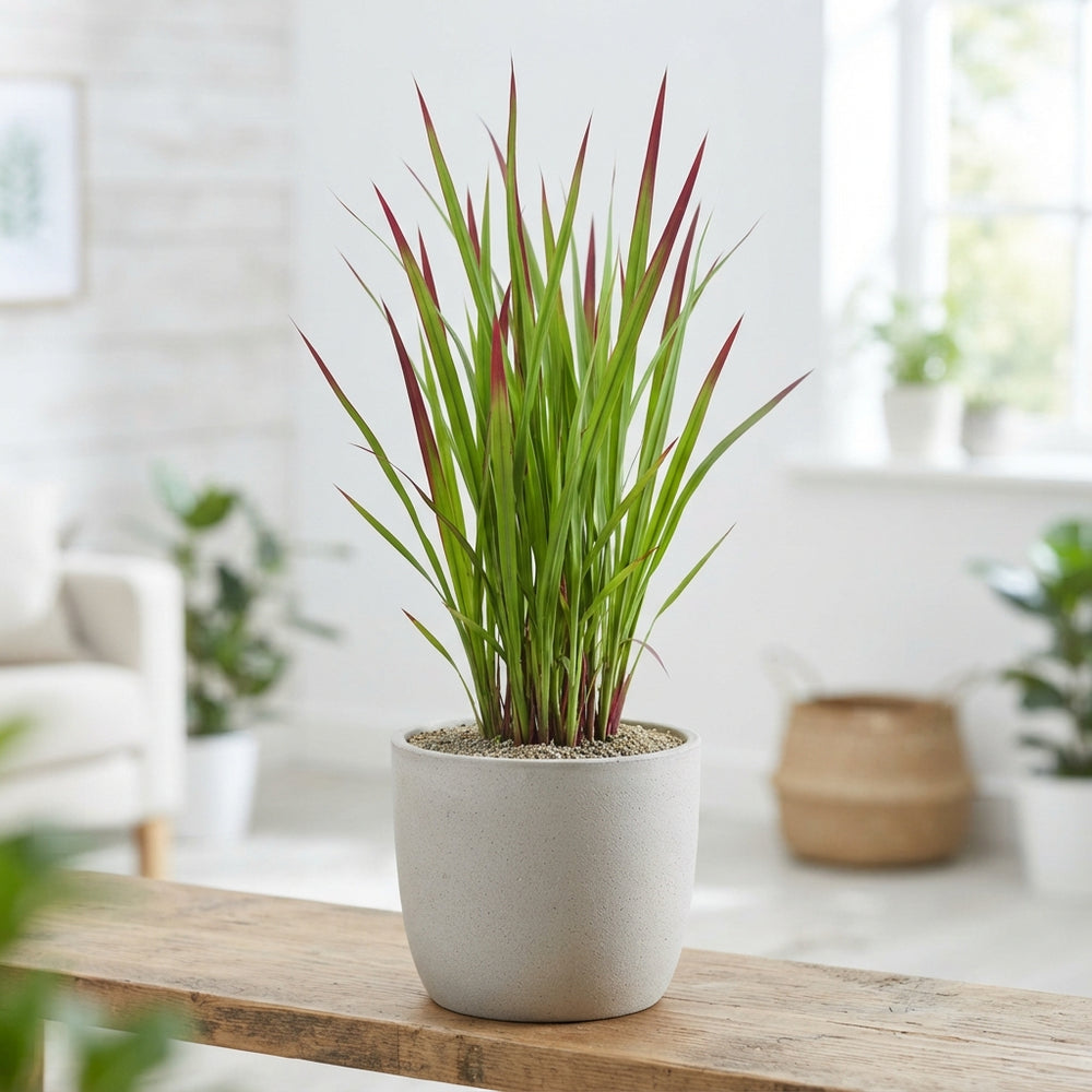 Japanese Blood Grass (Imperata cylindrica 'Red Baron') – 17cm Pot