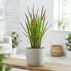 Japanese Blood Grass (Imperata cylindrica 'Red Baron') – 17cm Pot