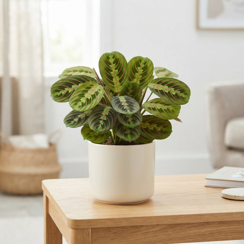 Maranta Fascinator Prayer Plant – 12cm Pot