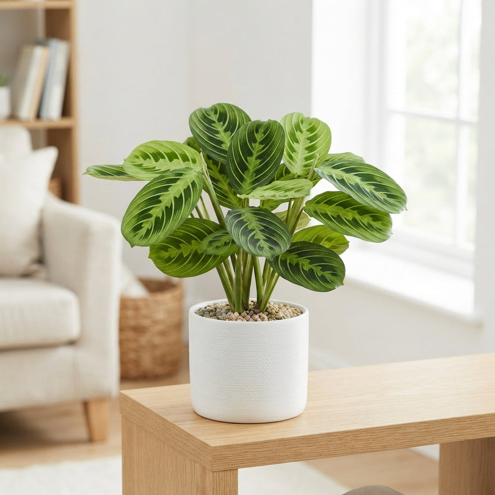 Maranta Lemon Prayer Plant – 12cm Pot, 35cm High