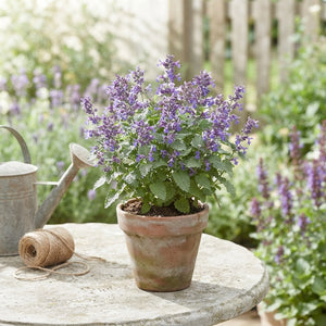 Catmint ‘Walker’s Low’ (Nepeta) – 13cm Pot