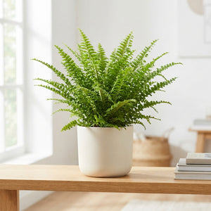Boston Fern (Nephrolepis exaltata) – 17cm Pot