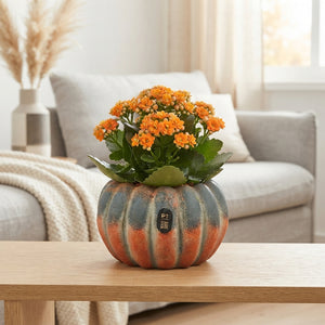 Autumn Indoor Plant Arrangement – 17cm Concrete Pot