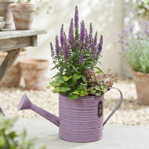 Autumn Outdoor Plant Arrangement in Metal Watering Can – 34cm
