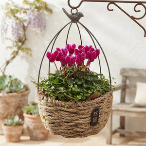 Autumn Outdoor Plant Arrangement – 20cm Rope Pot