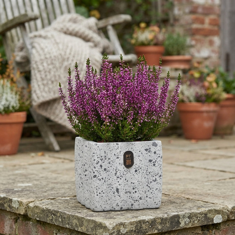Autumn Outdoor Plant Arrangement – 17cm Ornamental Pot