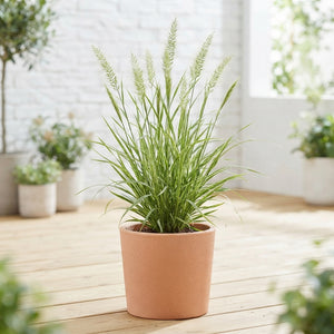Pennisetum ‘Little Honey’ Ornamental Grass – 17cm Pot
