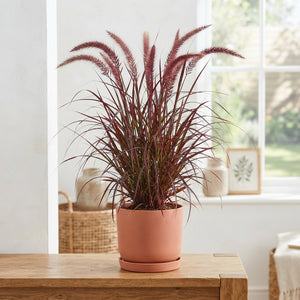 Red Fountain Grass (Pennisetum rubrum) – 17cm Pot