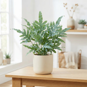 Blue Star Fern (Phlebodium aureum) – 14cm Pot
