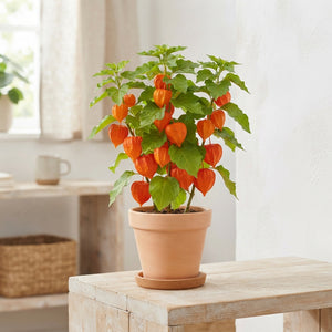 Chinese Lantern Plant (Physalis alkekengi) – 12cm Pot