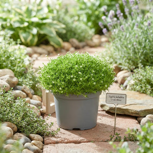 Irish Moss (Sagina subulata) – 13cm Pot
