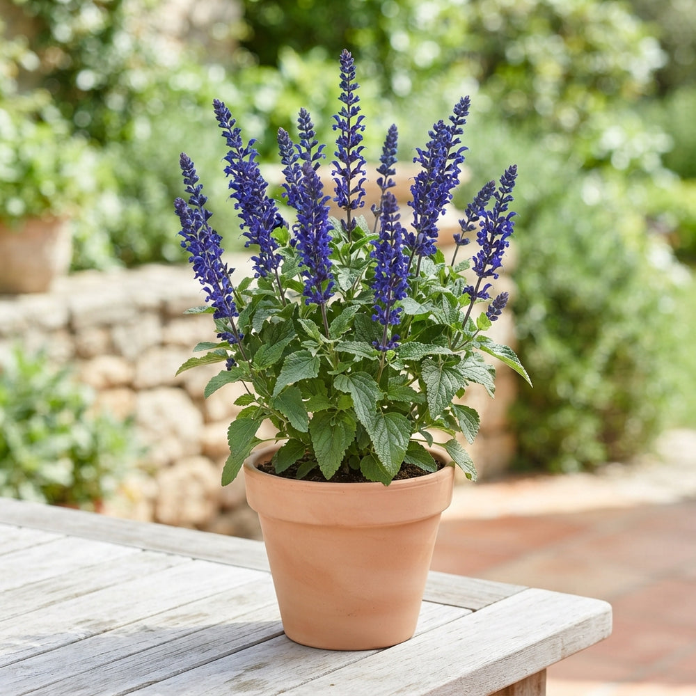 Blue Salvia ‘Lake Como’ – 17cm Pot