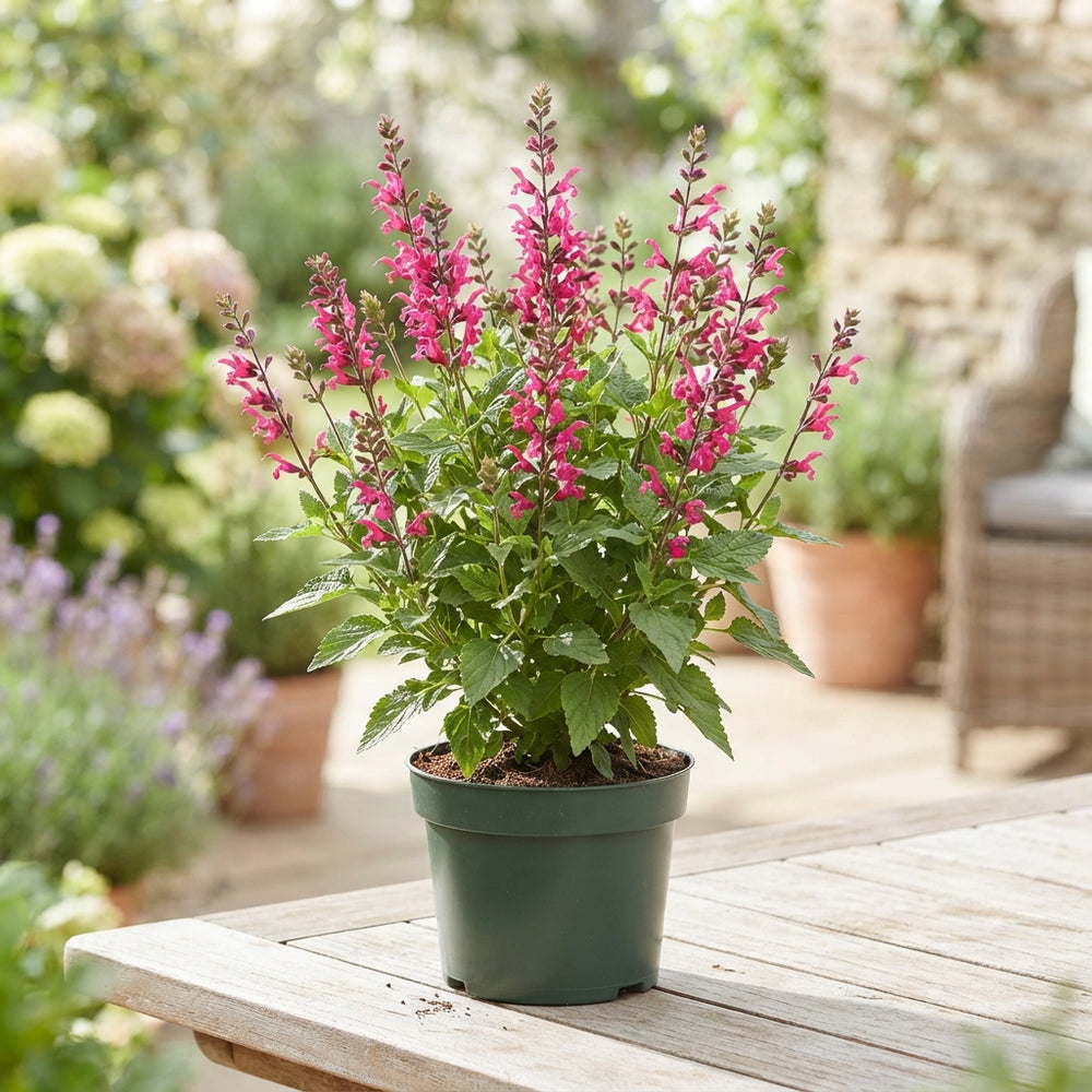 Pink Salvia ‘Lake Flaming’ – 17cm Pot