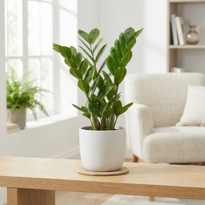 ZZ Plant (Zamioculcas zamiifolia) – 14cm Pot, 50cm