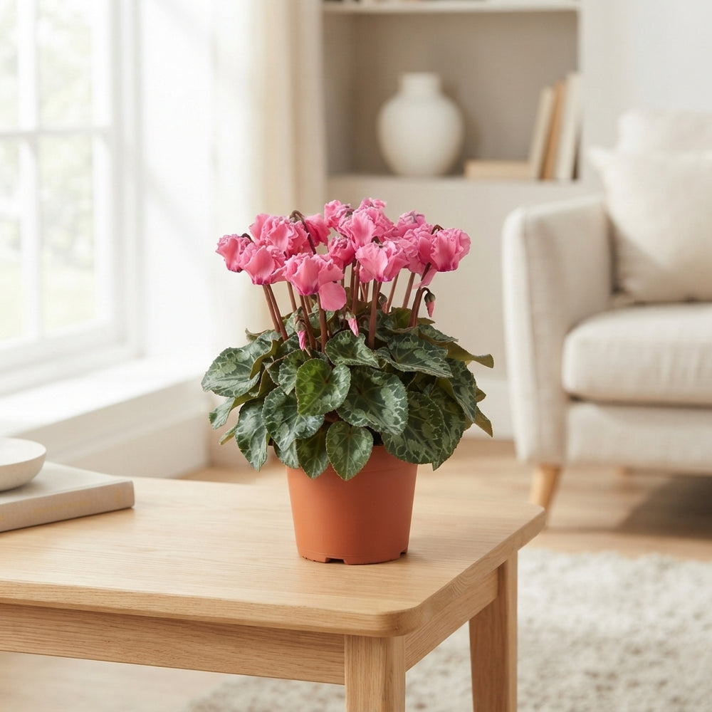 Salmon Pink Cyclamen persicum – 10.5cm Pot