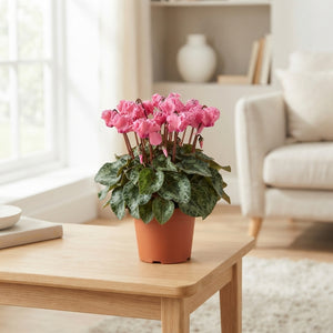Salmon Pink Cyclamen persicum – 10.5cm Pot