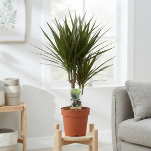 Mixed Dracaena Houseplant – 17cm Pot, 70cm Tall