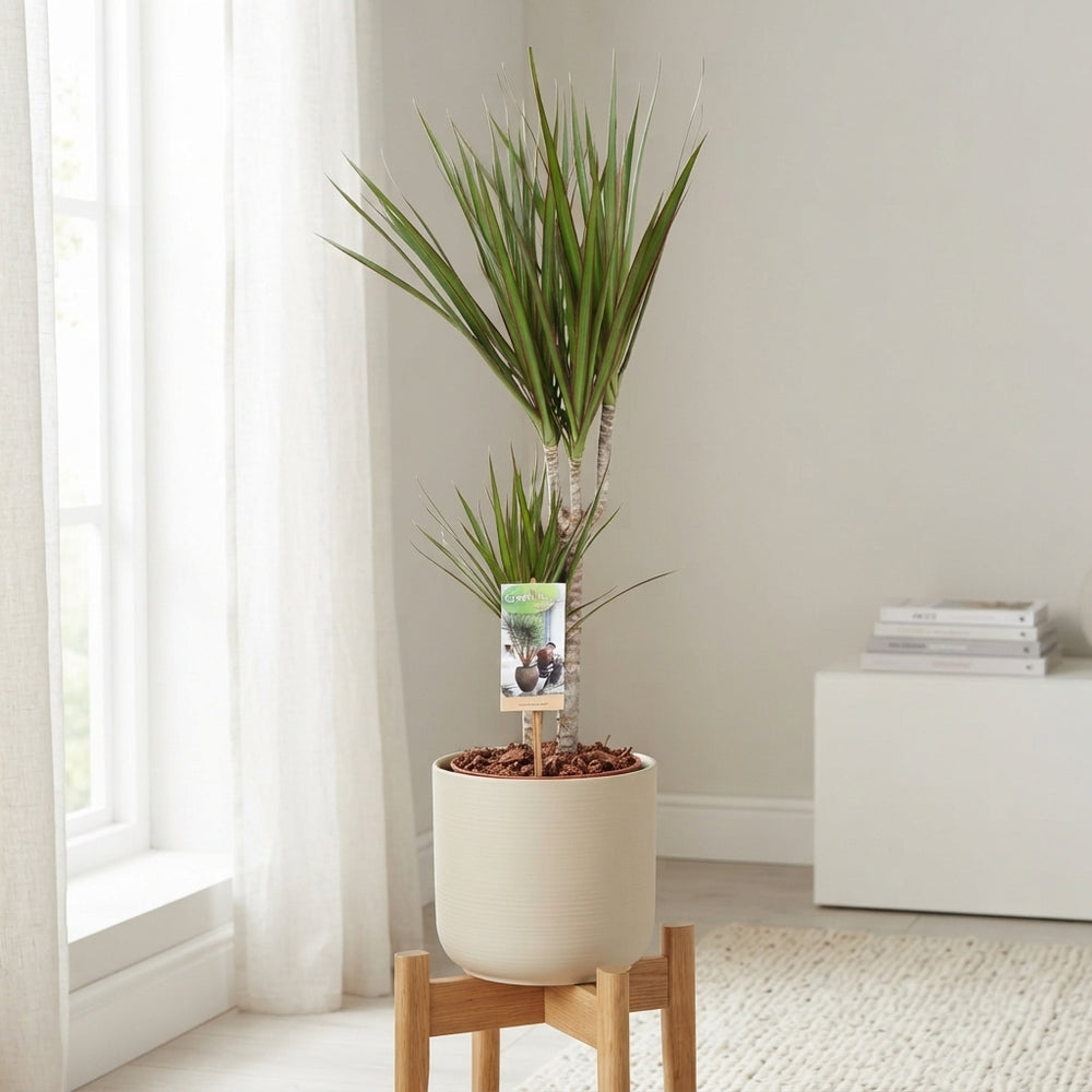 Dragon Tree (Dracaena marginata) – 17cm Pot, 75cm High
