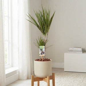 Dragon Tree (Dracaena marginata) – 17cm Pot, 75cm High