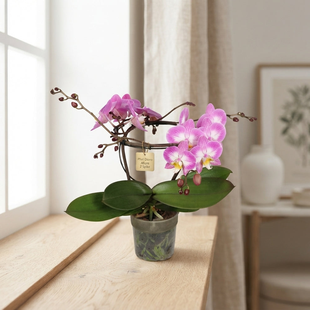 Pink Phalaenopsis Orchid ‘Dioro Allure’ – 12cm Pot