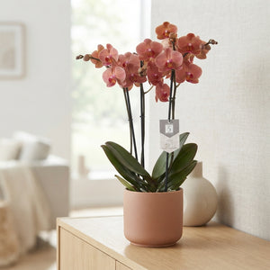 Phalaenopsis Orchid ‘Narbonne’ – 12cm Pot, 60cm