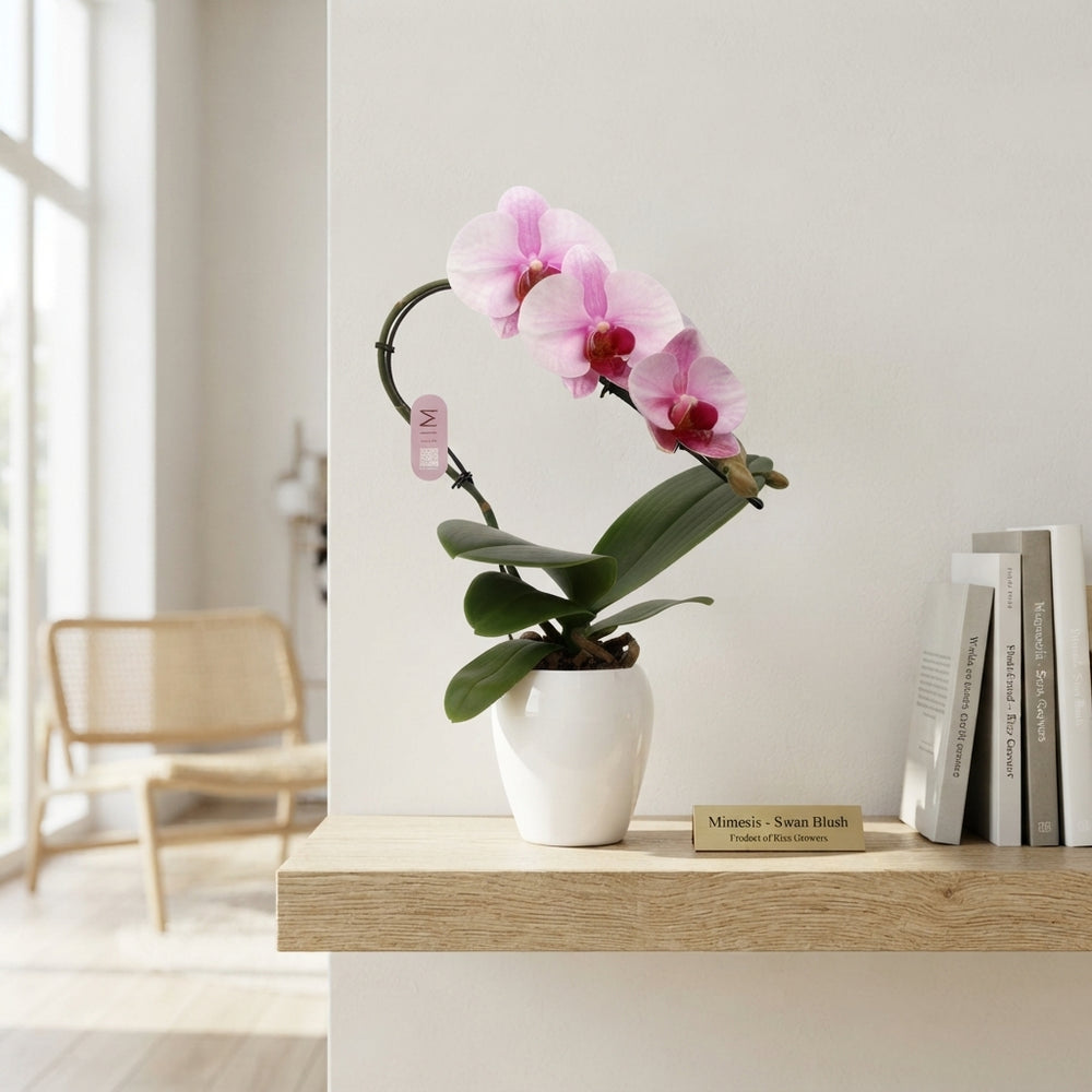 Pink Phalaenopsis Orchid – 7cm Ceramic Pot