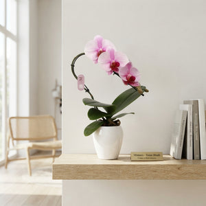 Pink Phalaenopsis Orchid – 7cm Ceramic Pot