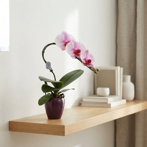 Pink Phalaenopsis Orchid – 7cm Ceramic Pot