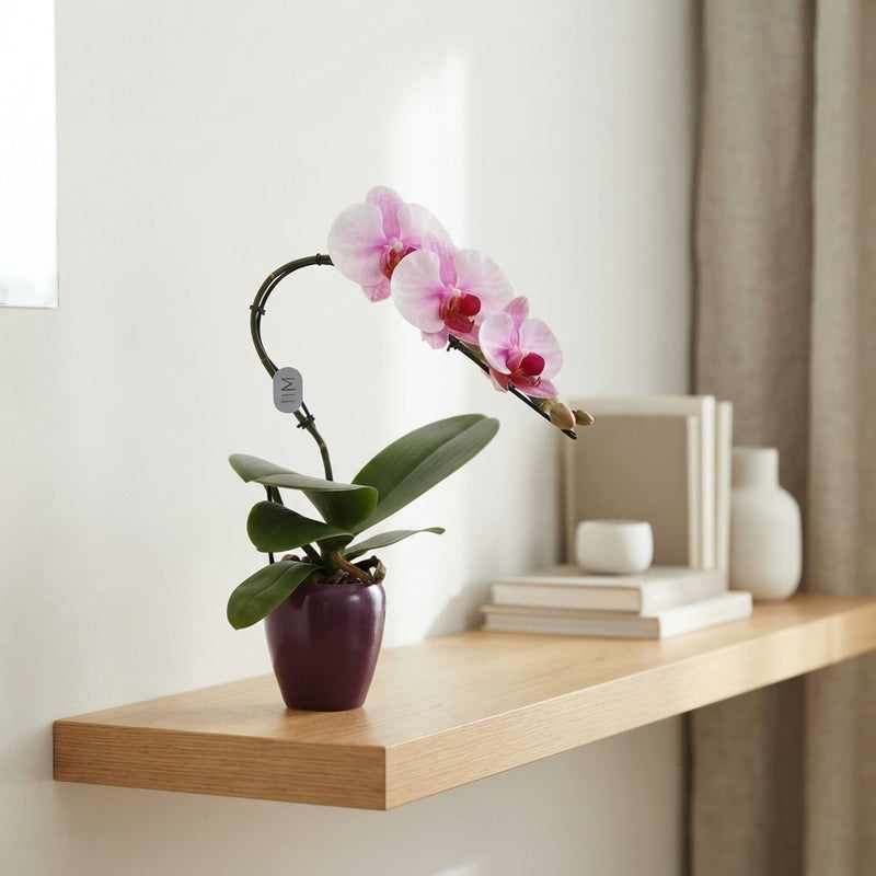 Pink Phalaenopsis Orchid – 7cm Ceramic Pot