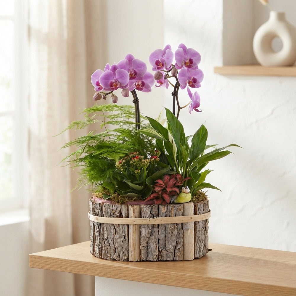 Mixed Colour Phalaenopsis Orchid Arrangement – Oval Wooden Pot