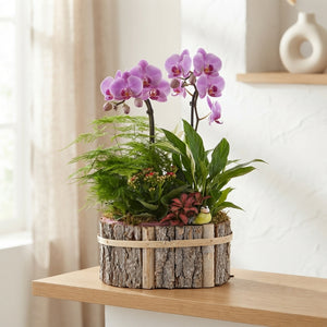 Mixed Colour Phalaenopsis Orchid Arrangement – Oval Wooden Pot