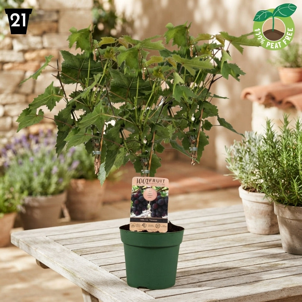Vanessa Seedless Grape Vine (Vitis vinifera) – 21cm Pot
