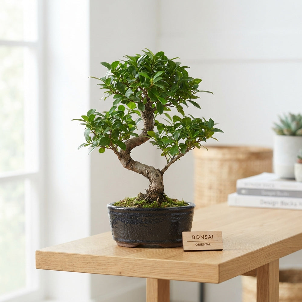 Mixed Bonsai Tree – 13cm Pot, Approx. 25cm High