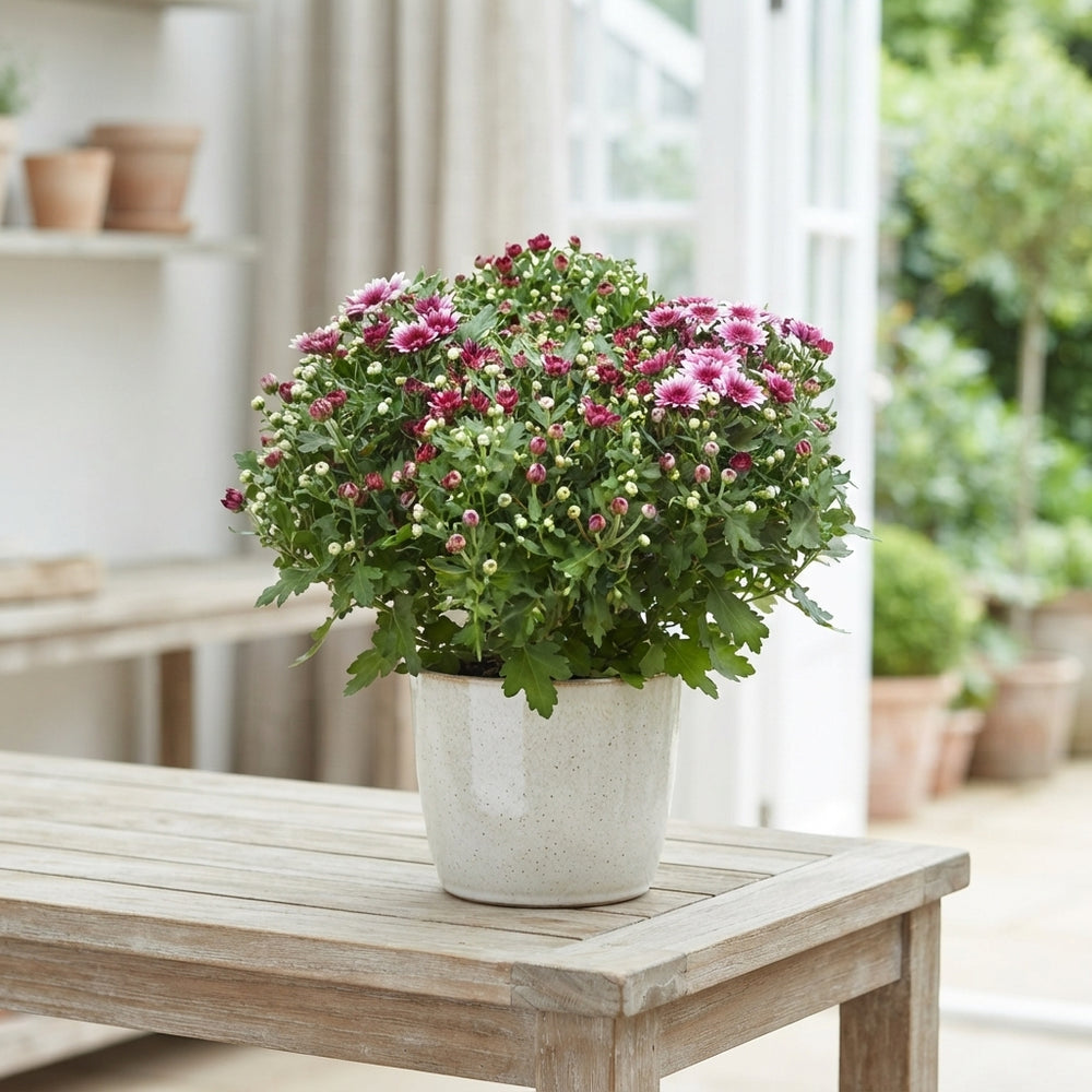 Pink Garden Chrysanthemum – 12cm Pot