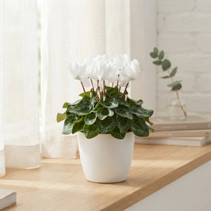 White Large-Flowered Cyclamen (Cyclamen persicum) – 13cm Pot