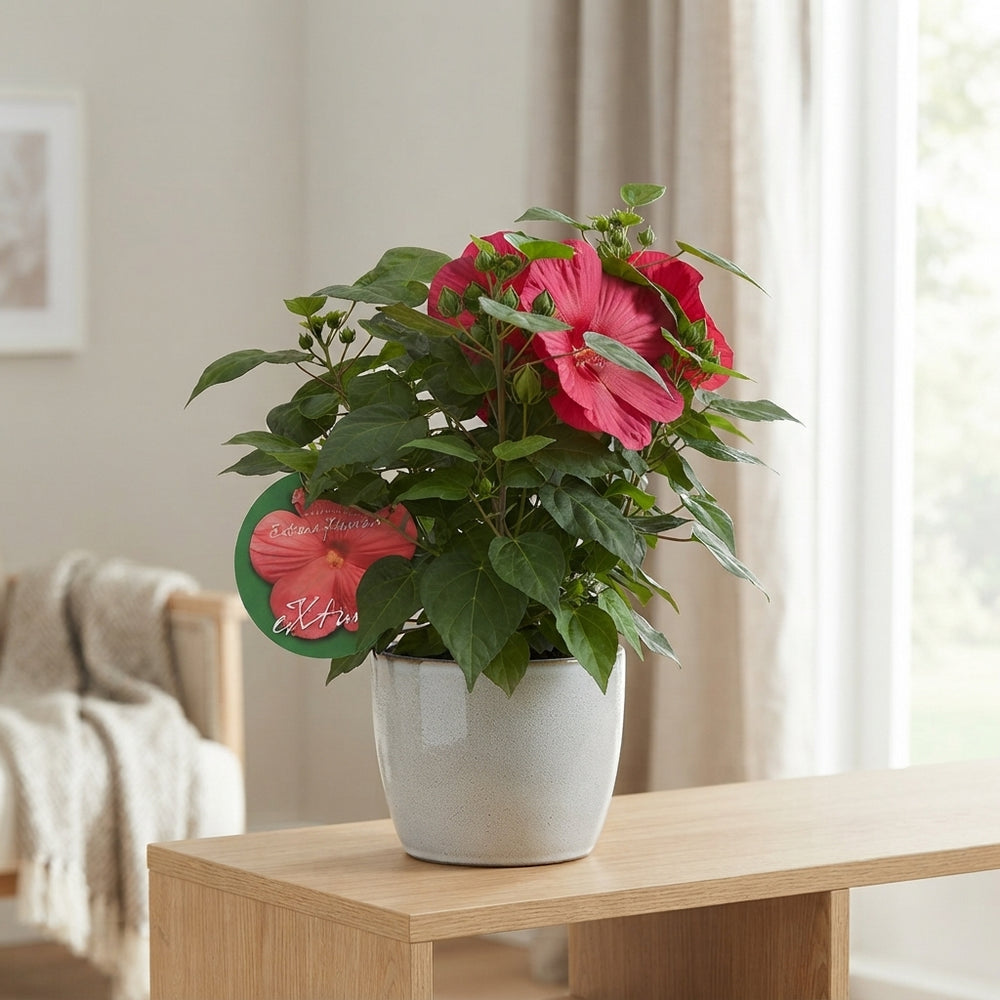 Hibiscus Rosa-sinensis ‘Magenta’ – 23cm Pot, 100cm Tall