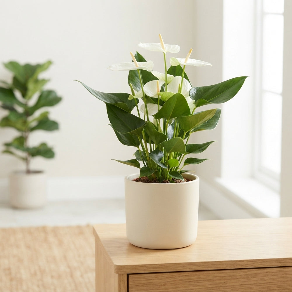 White Anthurium Flowering Houseplant – 17cm Pot