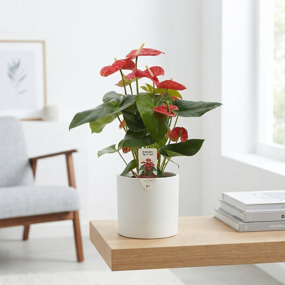 Red Anthurium (Anthurium) – 17cm Pot, 60cm High