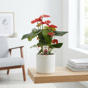 Red Anthurium (Anthurium) – 17cm Pot, 60cm High