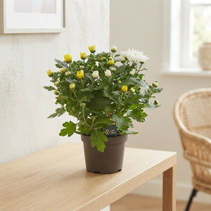 Mixed Chrysanthemum Houseplant (Indicum Group) – 12cm Pot