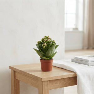 Pink Double Kalanchoe – 7cm Pot