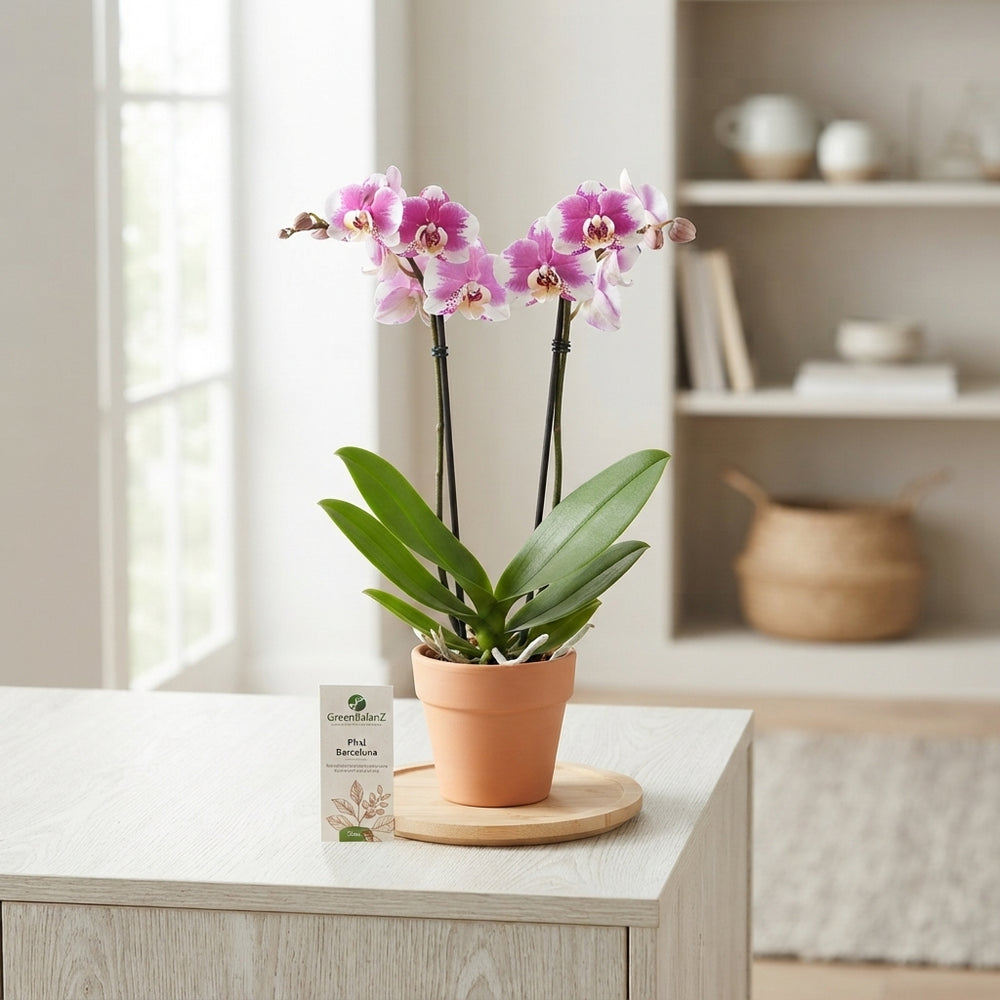 Barcelona Phalaenopsis Orchid – 12cm Pot, 65cm High