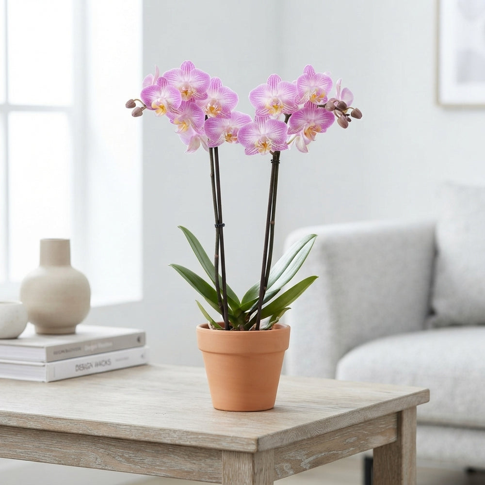 White Phalaenopsis Orchid – 2 Stem, 12cm Pot