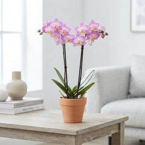 White Phalaenopsis Orchid – 2 Stem, 12cm Pot