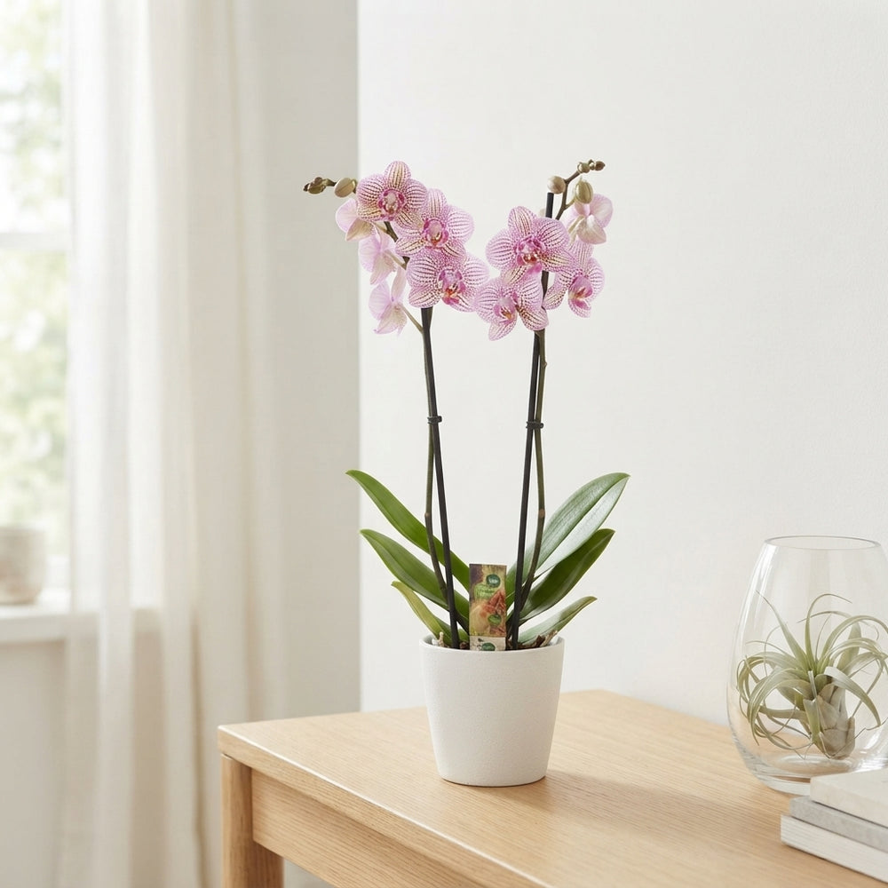 Pink Phalaenopsis Orchid – 12cm Pot, 75cm Height