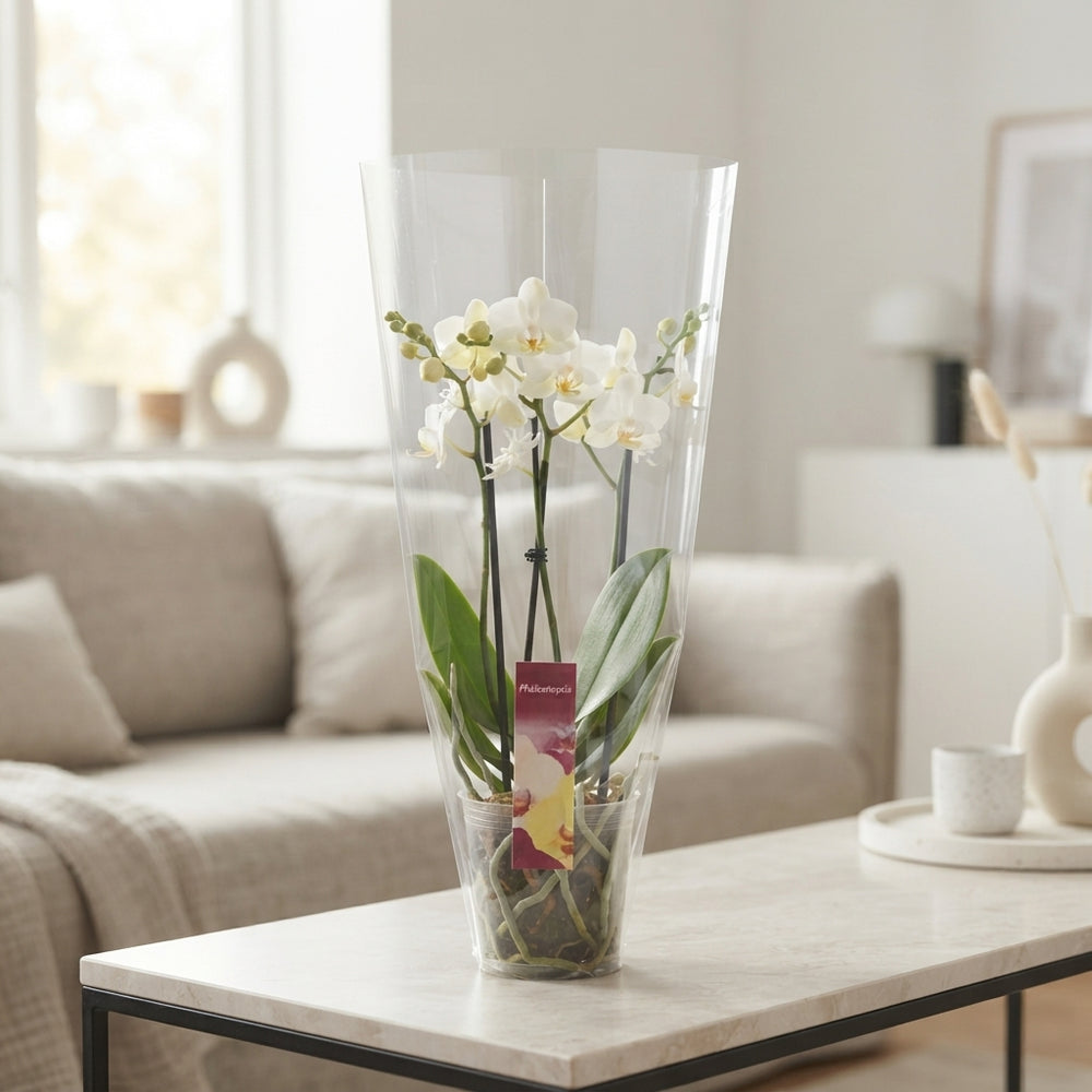 White Phalaenopsis Orchid – 3 Stem, 12cm Pot
