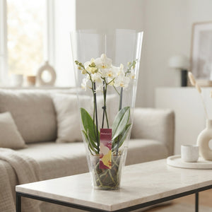 White Phalaenopsis Orchid – 3 Stem, 12cm Pot