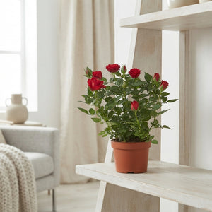 Mixed Rose Plant – 10.5cm Pot, Approx. 25cm High