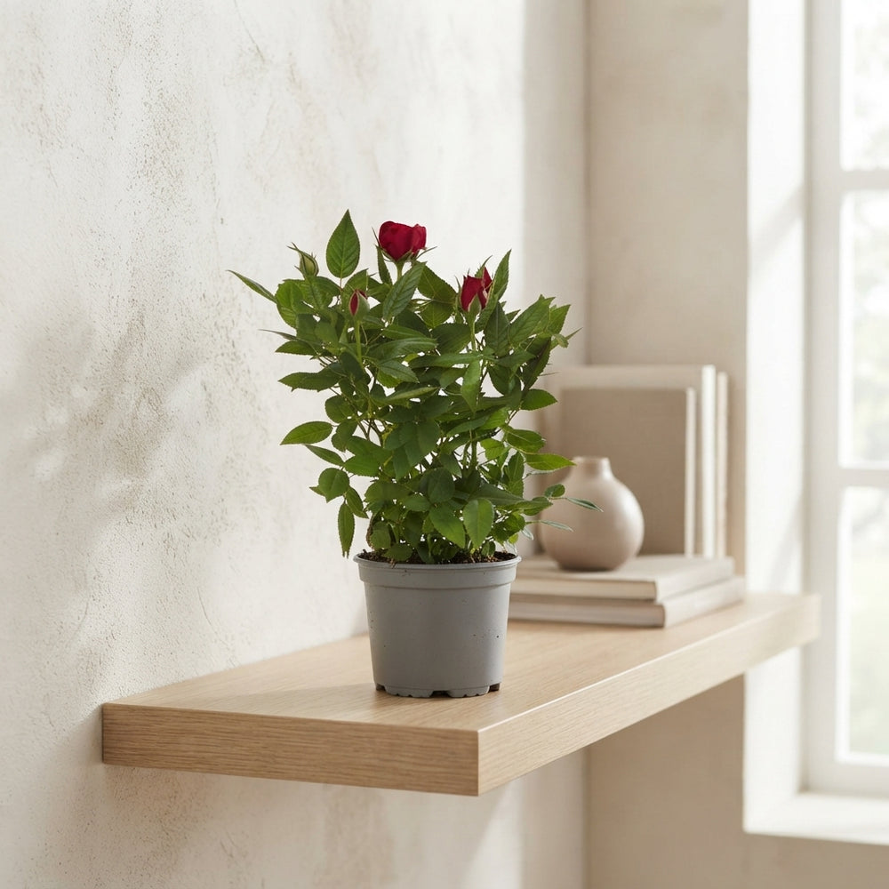 Mixed Rose Plant (Rosa) – 10.5cm Pot