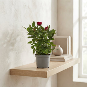 Mixed Rose Plant (Rosa) – 10.5cm Pot